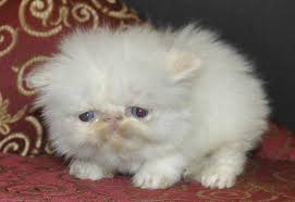 Flame point himalayan 3 beautiful flmae point kittens. Flame Point Himalayan Kittens Biological Science Picture Directory Pulpbits Net
