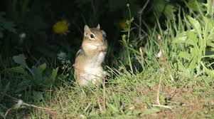 Chipmunk Poop 