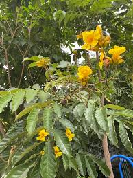 Image result for Markhamia lutea