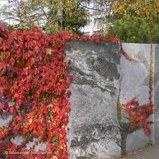 Im Herbst Verziert Die Kletterpflanze Die Sichtschutzwand Aus Maggia Gneis In Feurigem Rot Fencesidea Fence Garden Garten Kletterpflanzen Pflanzen Garten