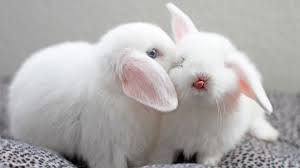 Find the perfect cute rabbit stock photos and editorial news pictures from getty images. Omg Cute Bunny Moments 1080p Hd Youtube
