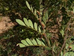 Image result for Cryptosepalum maraviense