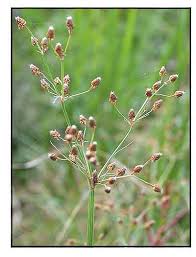 Image result for Fimbristylis quinquangularis