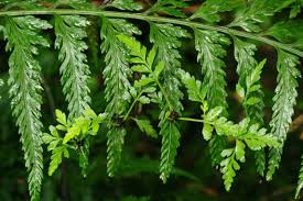 Image result for Asplenium gemmiferum