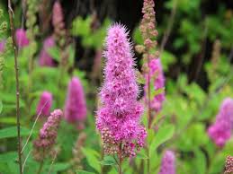 Image result for Spiraea billardii