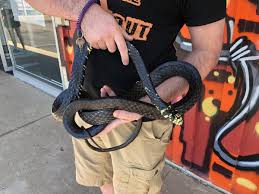 Image result for Spilotes pullatus