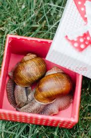 10 Pcs Pet Snails Sale Large Land Snails Helix Pomatia Or Escargot Roman Snail Pet Snails Roman Snail Snail