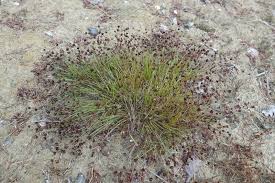 Image result for Isolepis setacea