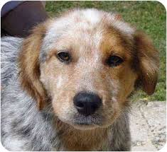 Golden retriever dogs can make good pets in australia if they match your iifestyie. Pisgah Al Golden Retriever Meet Jack A Pet For Adoption