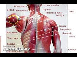 Includes latissimus dorsi, the trapezius, levator scapulae and the rhomboids. Back Muscle Names Actions Youtube