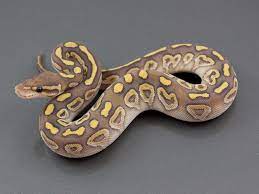 Hypo Butter Huffman Morph List World Of Ball Pythons Ball Python Baby Farm Animals Pet Snake