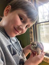 Rehoming Mixed Variety Young Chickens in Raymond NH