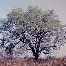 Image result for Cordyla