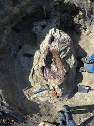 New megaraptor discovered—with its final meal still in its mouth | National Geographic