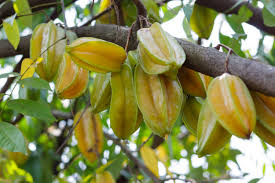 Let's take a look at the water requirements for citrus trees. 5 Fruit Trees You Can Grow Almost Anywhere House Tipster