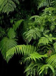 Never miss another show from heok hee lee. Pin By Sue Hee Lee On Movie Night 1 Forest Plants Rainforest Foliage