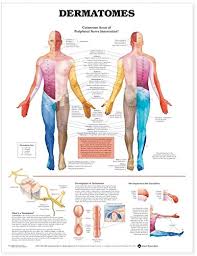 Kids will learn about the heart, lungs, liver, stomach, intestines, muscles, bones, and more. Amazon Com Dermatomes Anatomical Chart Anatomical Chart Company Industrial Scientific