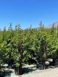 Image result for Ligustrum lucidum