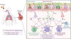 Neural control of the pathophysiology of allergic airway disease and its  clinical implications: A focus on allergic rhinitis and asthma - Journal of  Allergy and Clinical Immunology