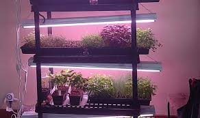 Organic loquat plant naturally growing. 9 Easy Steps To Grow Herbs In Your Basement Or In Winter Your Indoor Herbs