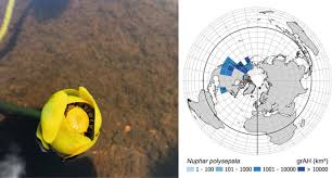 Image result for Limnophila ceratophylloides