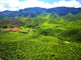 Kalau pergi ke cameron highland hotel yang pertama kami pilih adalah parkland apartment. Www Fazlina Com Tips Bercuti Ke Cameron Highlands