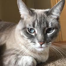 My cat is normally loving and docile and sweet, but lately she has developed a problem behavior which has me concerned. Have You Ever Had Your Own Cat Attack You What Caused The Attack Was It For No Reason Did It Make You Want To Get Rid Of The Cat Quora