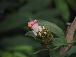 Image result for Costus afer