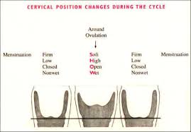 Your basal or resting temperature falls slightly, then rises again. What Is Ovulation Top Ovulation Symptoms