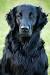 Puppy Black Golden Retriever