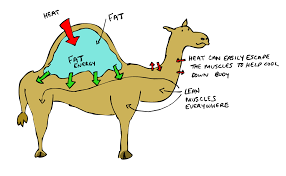 Many animals, including humans, use body fat as an energy storage. Question What Is Stored In A Camel S Hump The Millennial Mirror