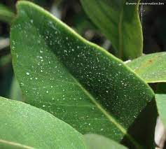 Black Mangrove The Department Of Environment And Natural Resources