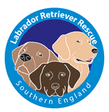 He will need a rural location, and he prefers to live in his own outdoor kennel with a run. Labrador Retriever Rescue Southern England