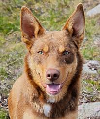 The Australian Kelpie Is Extremely Alert Eager To Please And Highly Intelligent Australian Ke Australian Kelpie Dog Australian Dog Breeds Shepherd Dog Breeds