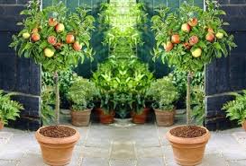 We did not find results for: Miniature Fruit Trees Allow To Grow Your Own Fruit Gardens Nursery