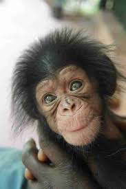 Baby Chimp Makes New Friends While He Waits To Reunite With Mom Baby Chimpanzee Cute Baby Animals Wild Animals Photography