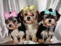Where we make families complete! Designer Teacup Morkies For Sale In Carencro Louisiana Classified Americanlisted Com