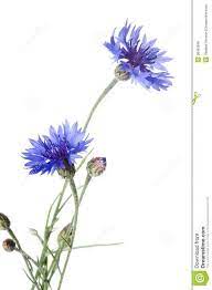 Beautiful Blue Cornflower Royalty Free Stock Image Image 20461816 Watercolor Flowers Paintings Floral Watercolor Watercolor Flowers