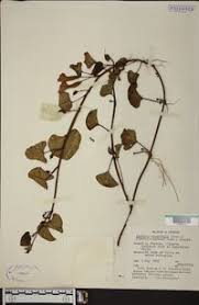 Image result for Ipomoea asarifolia