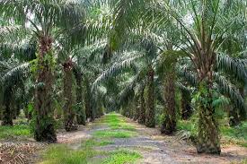 Malaysia's budget 2019 is themed a resurgent malaysia, a dynamic economy, a prosperous society. Budget 2019 Malaysia What It Means For The Oil Palm Industry Everchem Fertilizer Company