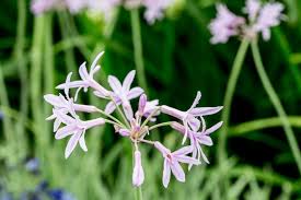 Image result for Tulbaghia sp. cf. violacea