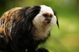 South america is home to a vast array of species endemic to the region. Monkey Nature Animal Animals Klauwaap Capuchin Monkey South America Mammal Rainforest Exotic Animals Pxfuel