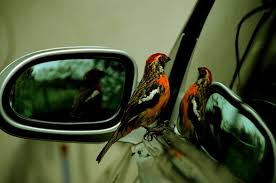 Bird Hitting Window Meaning The Reasons Birds Hit Windows And How To Prevent It Birds Prevention Reflection