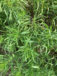 Image result for Sacciolepis rigens