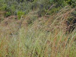 Image result for Exotheca abyssinica