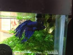 Betta Log Good Idea Or Death Hazard Aquariums