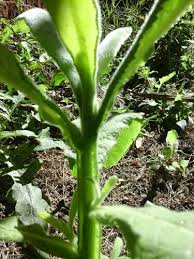 Image result for Laggera