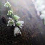 Image result for Bolusiella talbotii