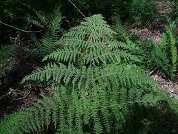 Image result for Hypolepis sparsisora