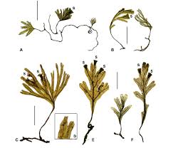 Image result for Crepidomanes